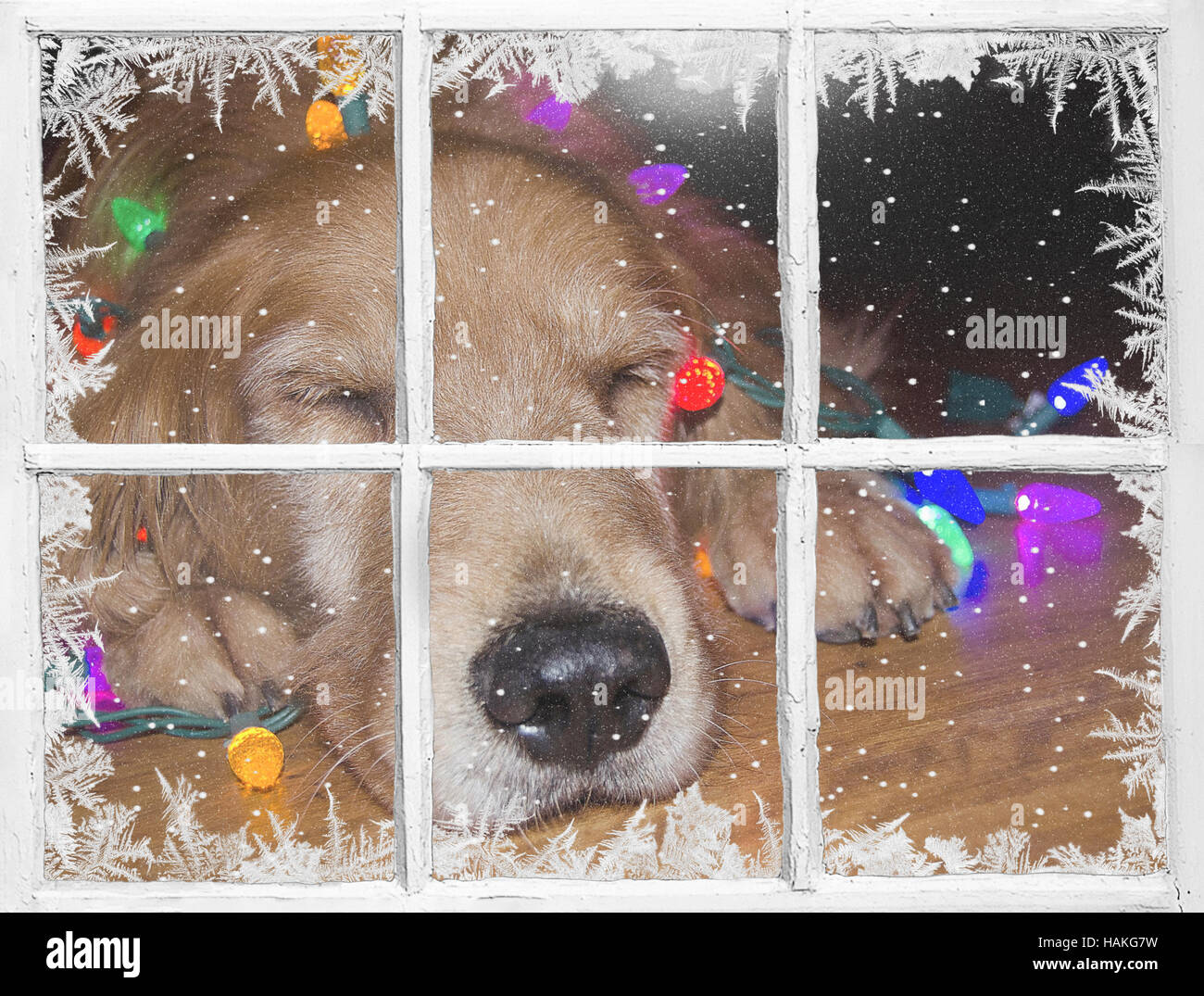 sleeping golden retriever with tangle Christmas lights in frosty windowpane Stock Photo