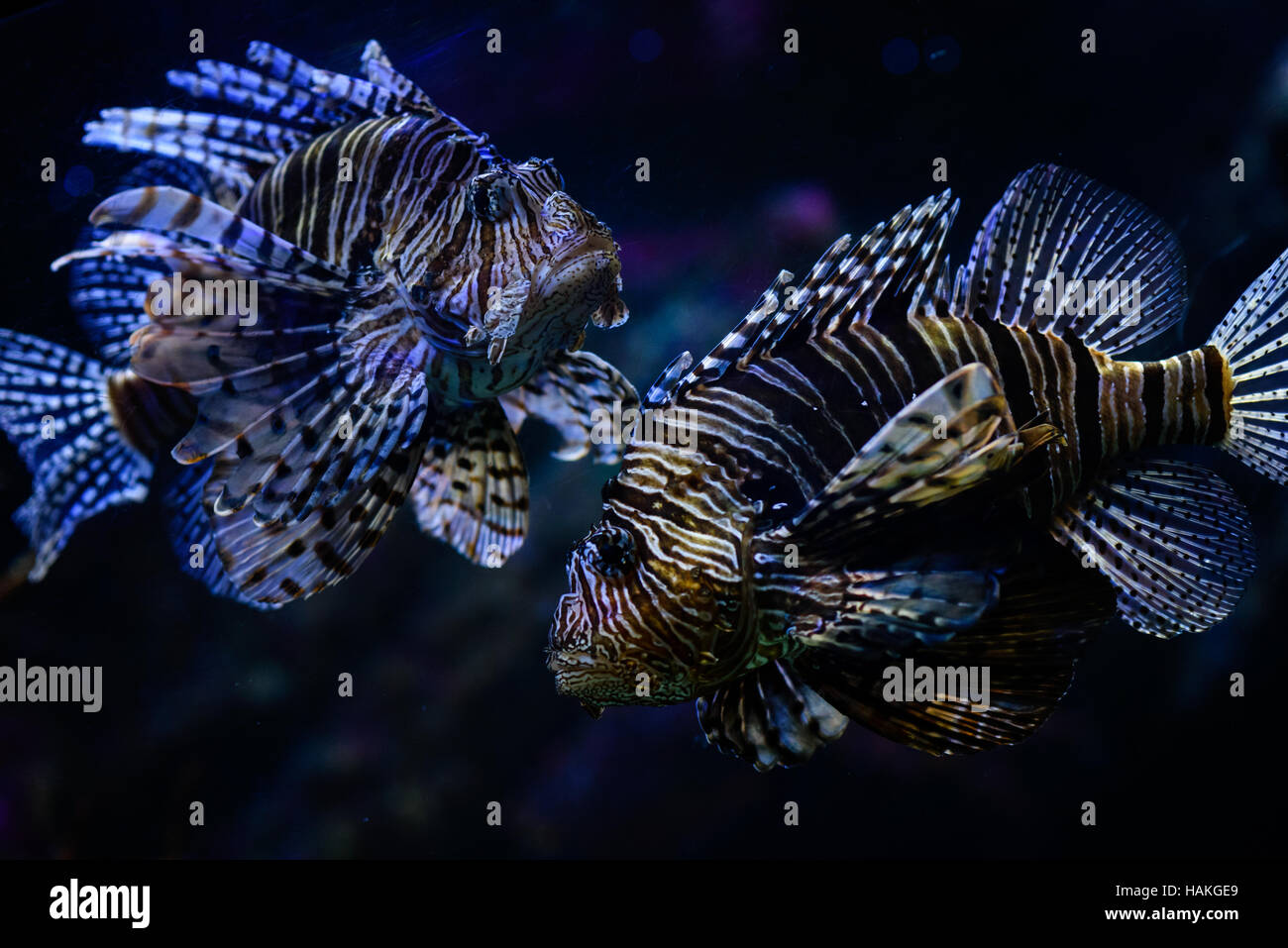 Two lion fish close up in aquarium Stock Photo