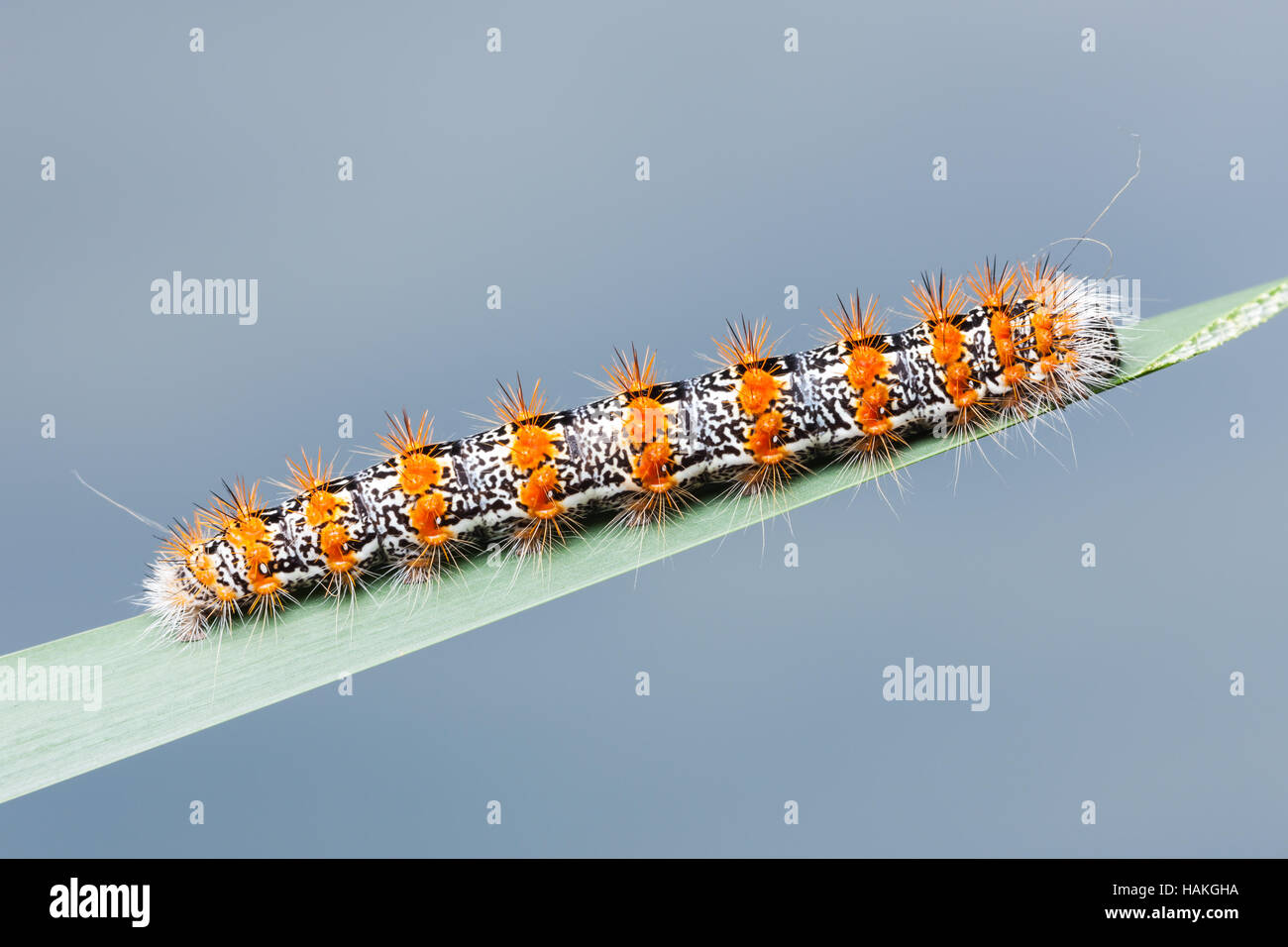 A Cattail Caterpillar Moth (Acronicta insularis), aka Henry's Marsh Moth, caterpillar (larva) perches on a blade of marsh grass. Stock Photo