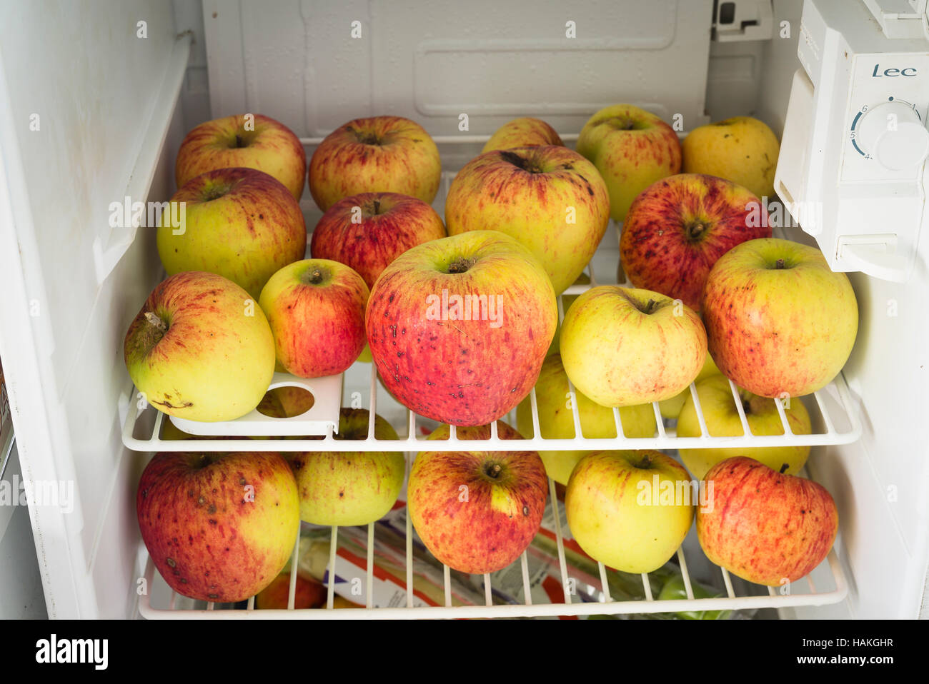 Ripe harvested apples being stored in a refrigerator for winter consumption Stock Photo