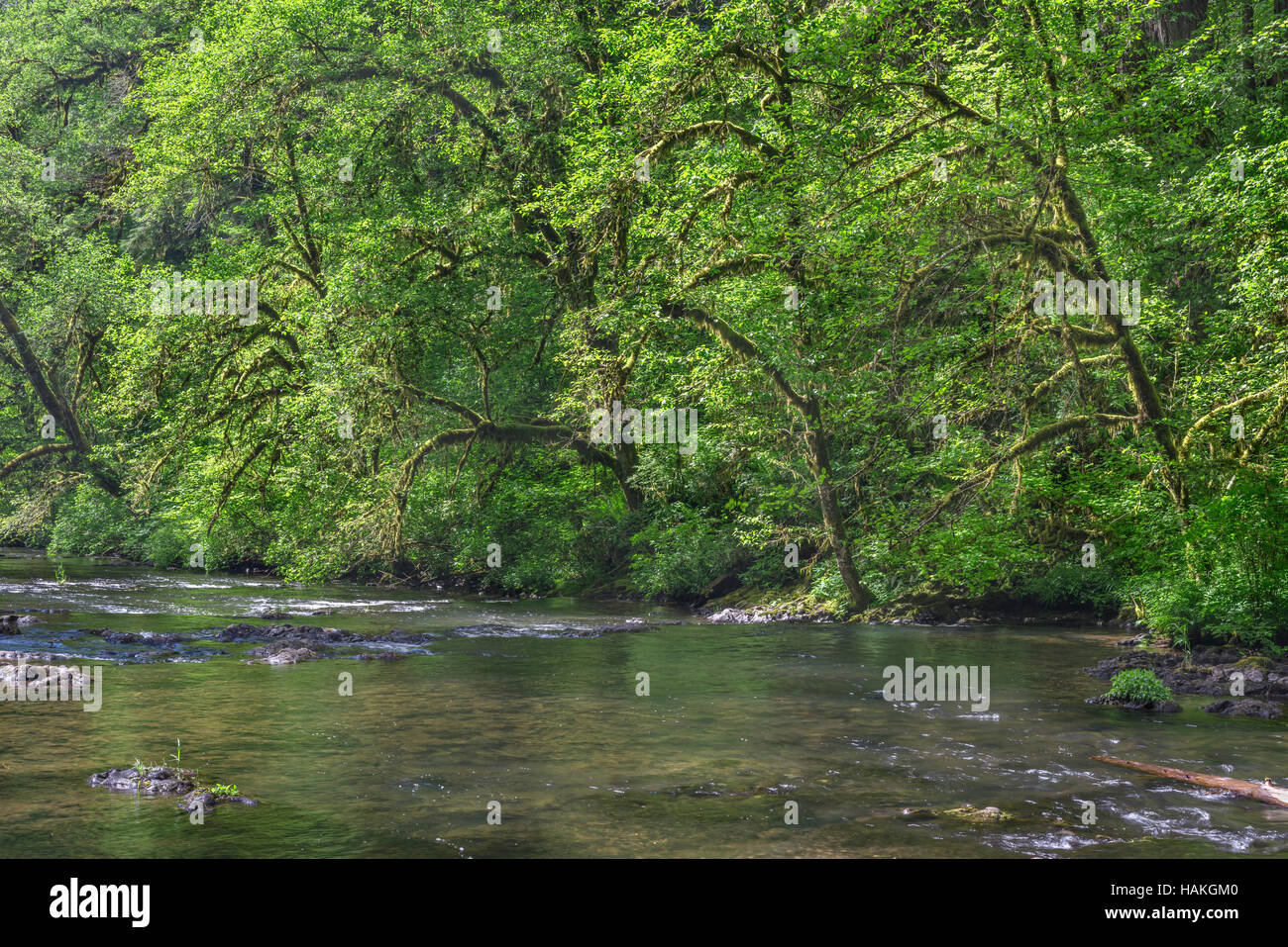 USA, Oregon, Silver Falls State Park, Spring foliage of bigleaf maple and red alder along North Fork Silver Creek. Stock Photo