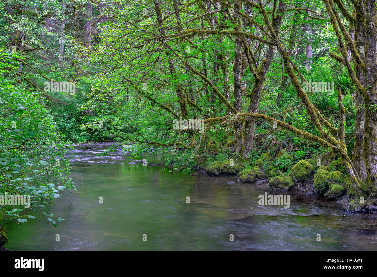 USA, Oregon, Silver Falls State Park, Spring flora; primarily maple and red alder, along North Fork Silver Creek. Stock Photo