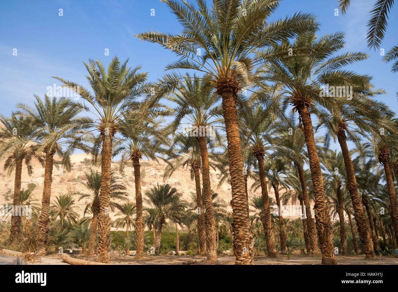 Ein Gedi oase in the Negev desert near the Dead Sea, Israel Stock Photo