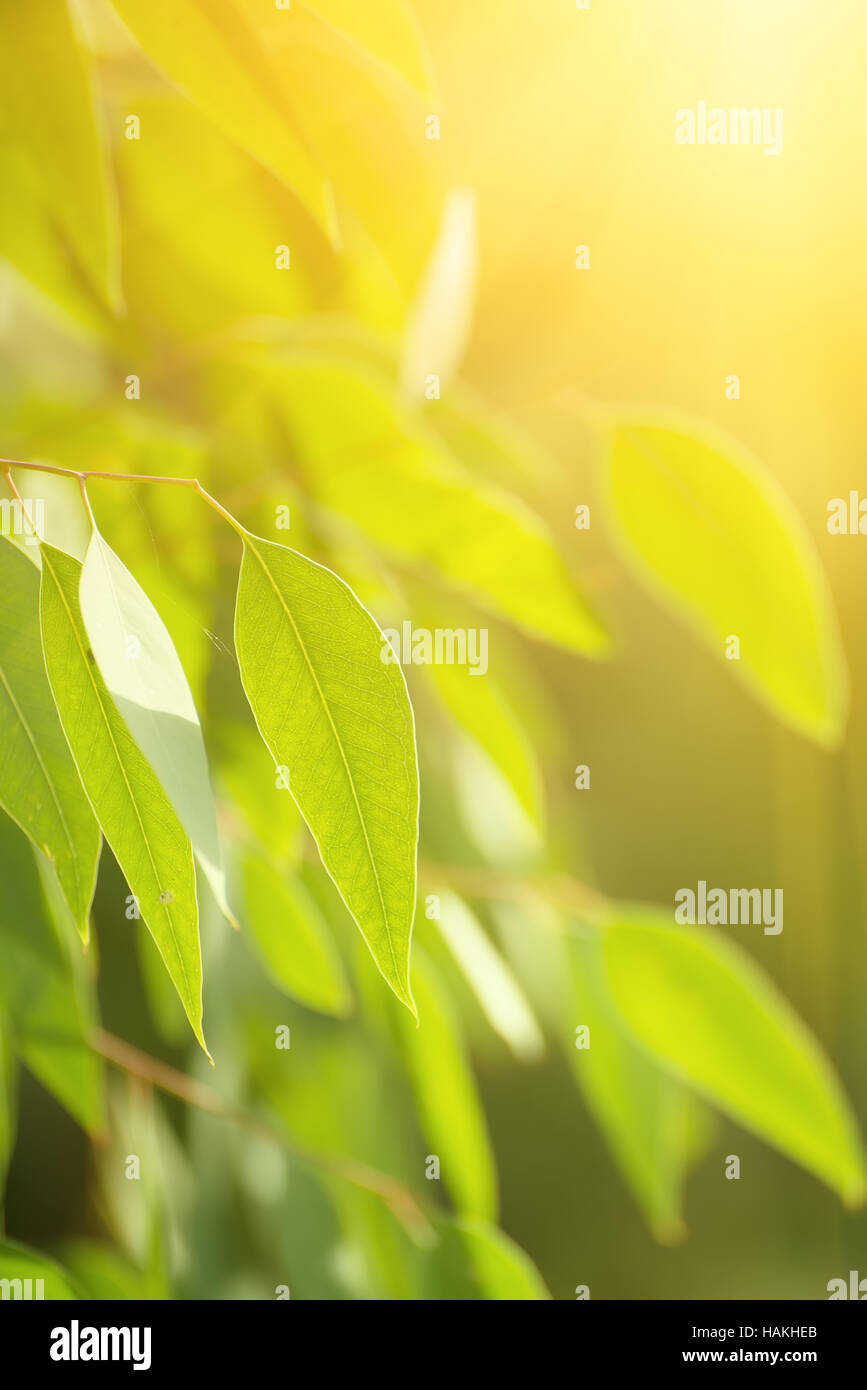 Eucalyptus green leaves Stock Photo Alamy