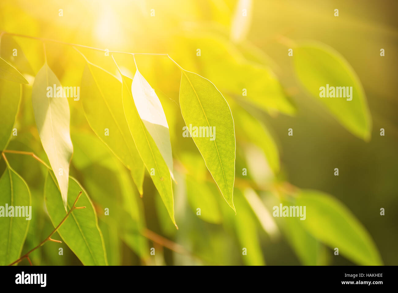 Eucalyptus green leaves Stock Photo Alamy