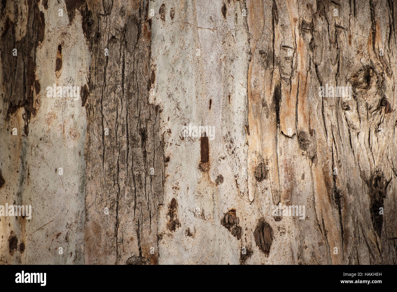 Wood Of Eucalyptus Stock Photos Wood Of Eucalyptus Stock Images
