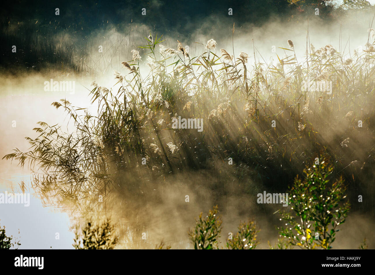 Beautiful foggy dawn over Fall River mist Stock Photo - Alamy