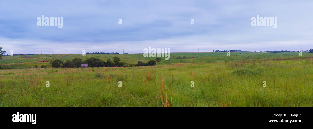Fields with rapeseed on the danish island Langeland, Europe. Stock Photo
