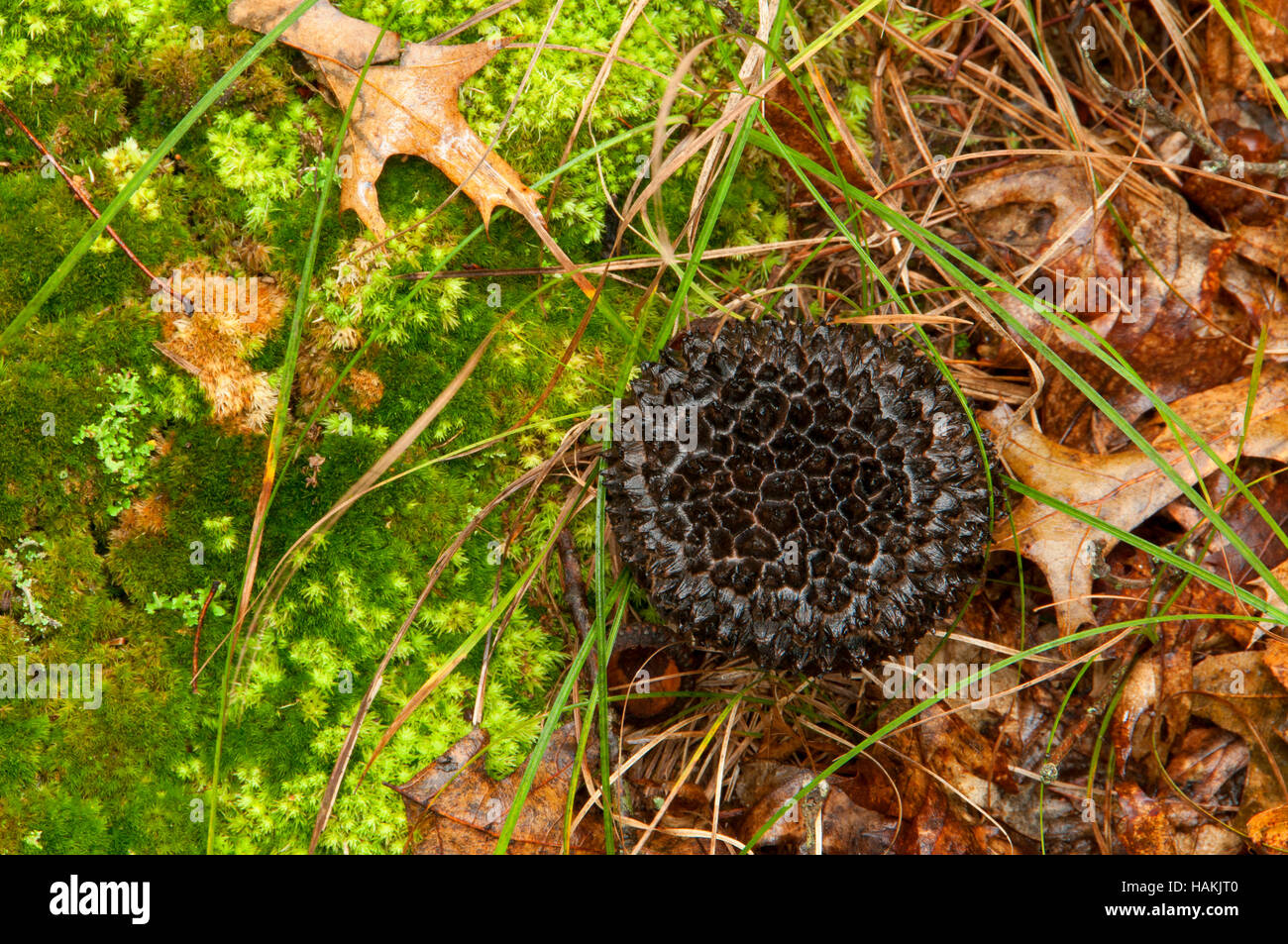 Mushroom, Tillinghast Pond Management Area, Rhode Island Stock Photo