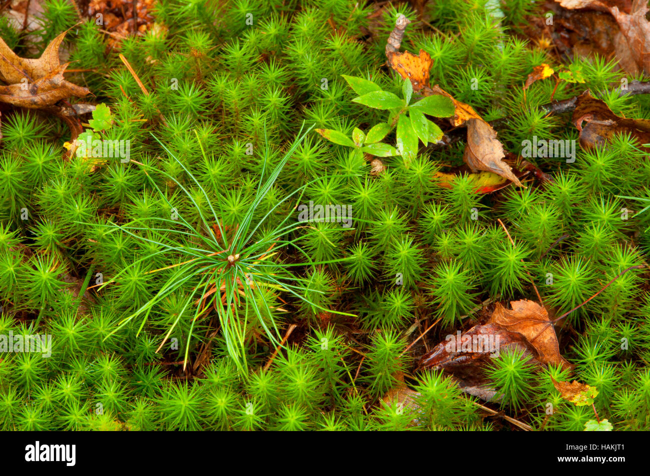 Moss with white pine, Tillinghast Pond Management Area, Rhode Island Stock Photo