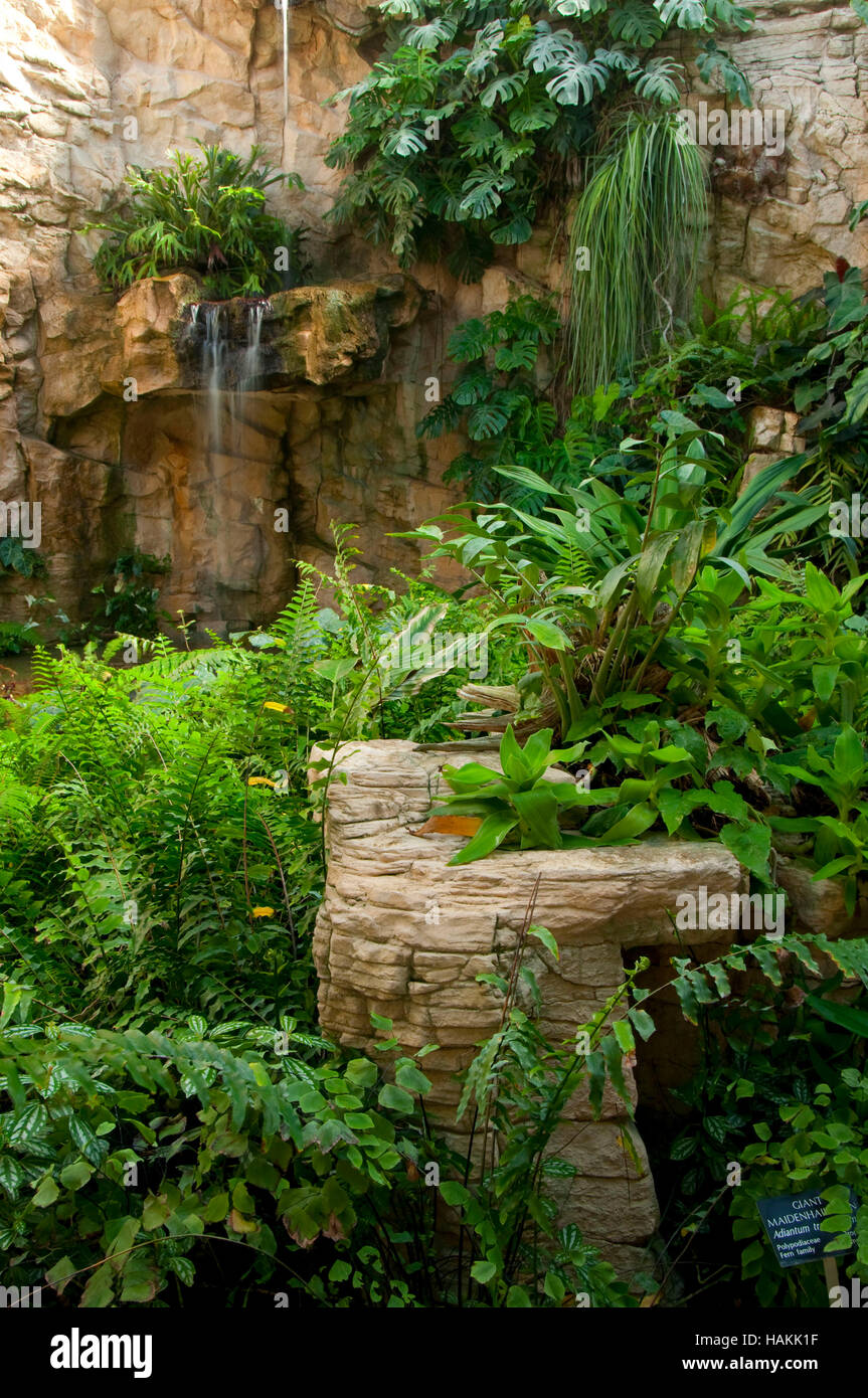 Fern Grotto San Antonio Botanical Garden San Antonio Texas