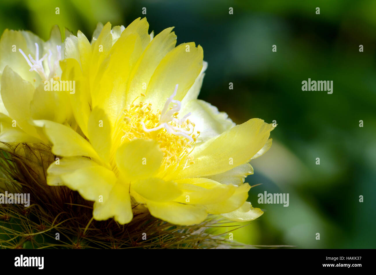 Yellow flowers of cactus. Stock Photo