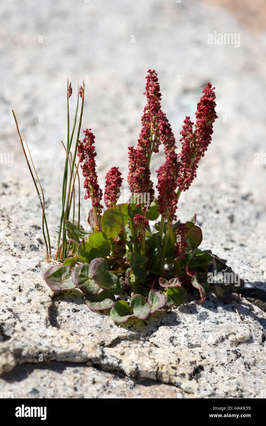 Sorrel growing in the high country of Oregon's Wallowa Mountains. Stock Photo
