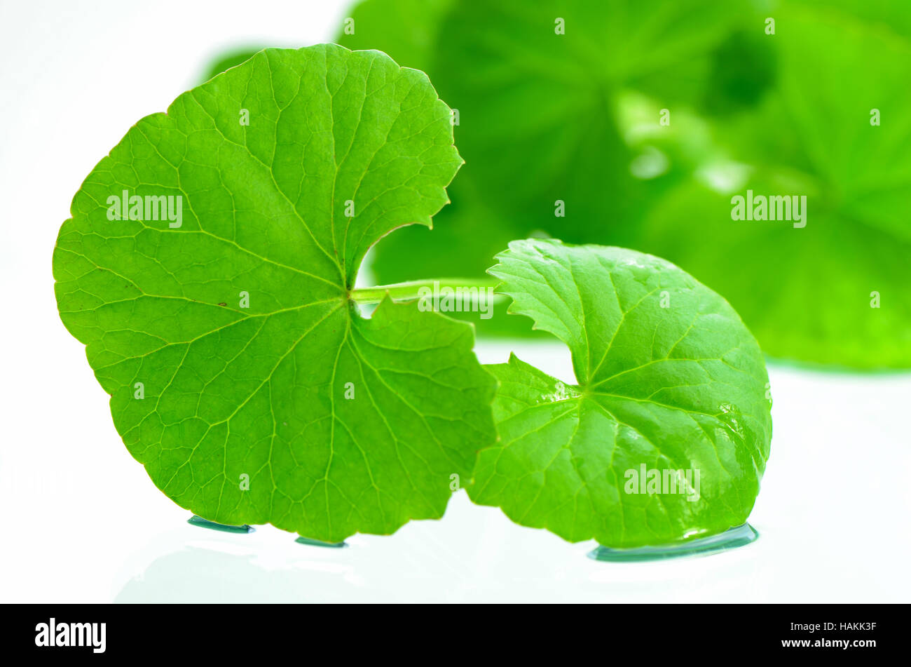 Indian pennywort (Centella asiatica (L.) Urban.) brain tonic herbal plant. Stock Photo