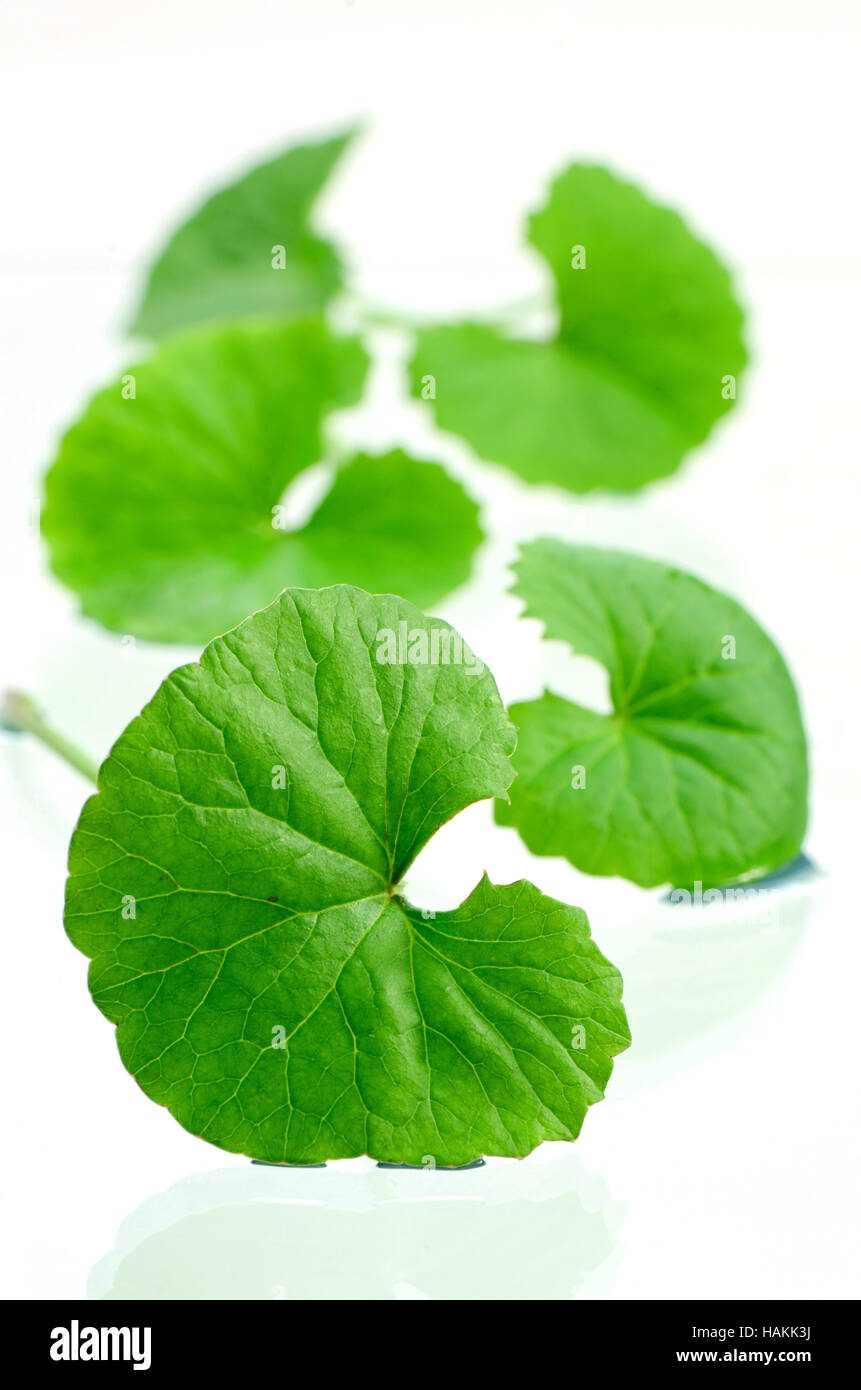 Indian pennywort (Centella asiatica (L.) Urban.) brain tonic herbal plant. Stock Photo