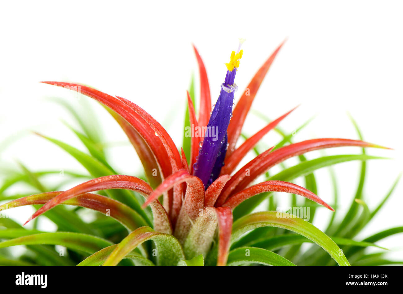 Tillandsia hi-res stock photography and images - Alamy