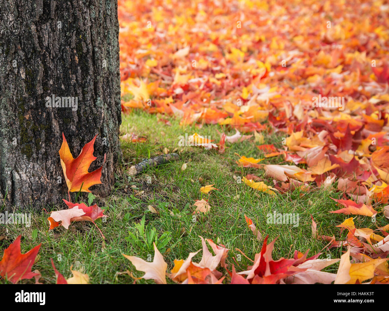 Colorful autumn maple leaves blanket under tree Stock Photo