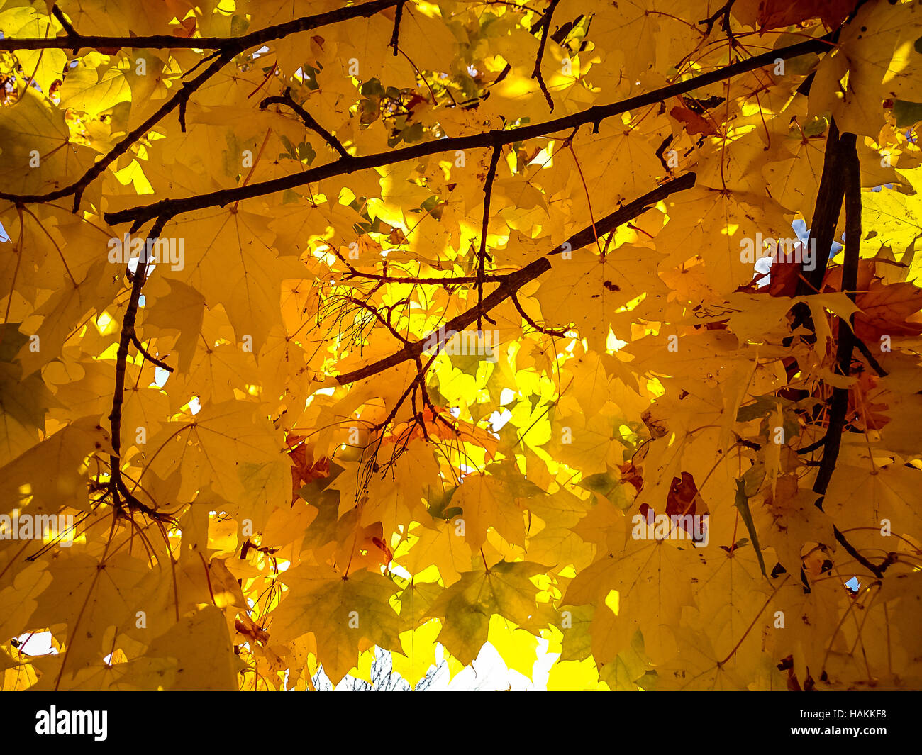 Gold yellow maple leaves in autumn with sunshine Stock Photo - Alamy