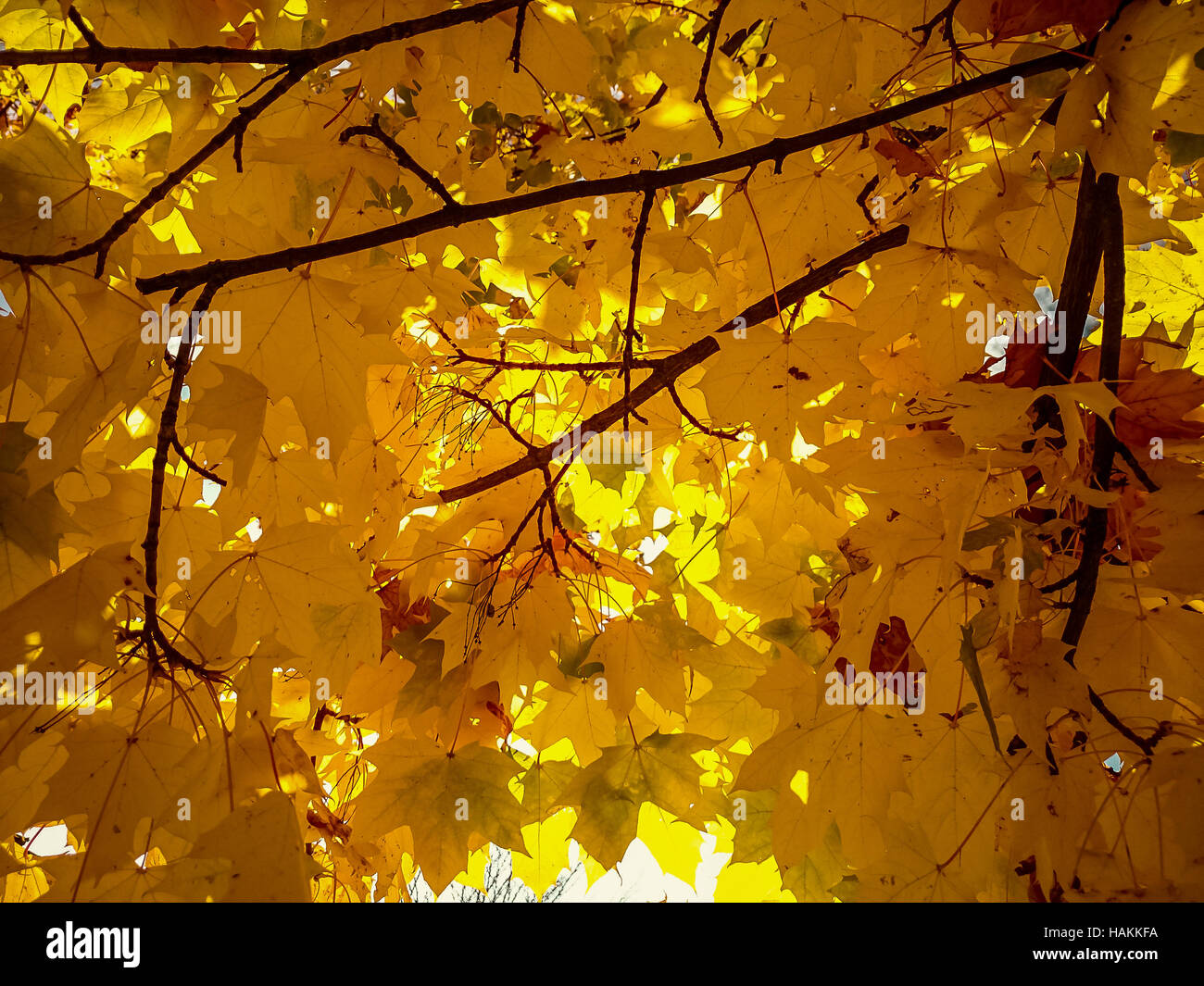 Gold yellow maple leaves in autumn with sunshine Stock Photo - Alamy