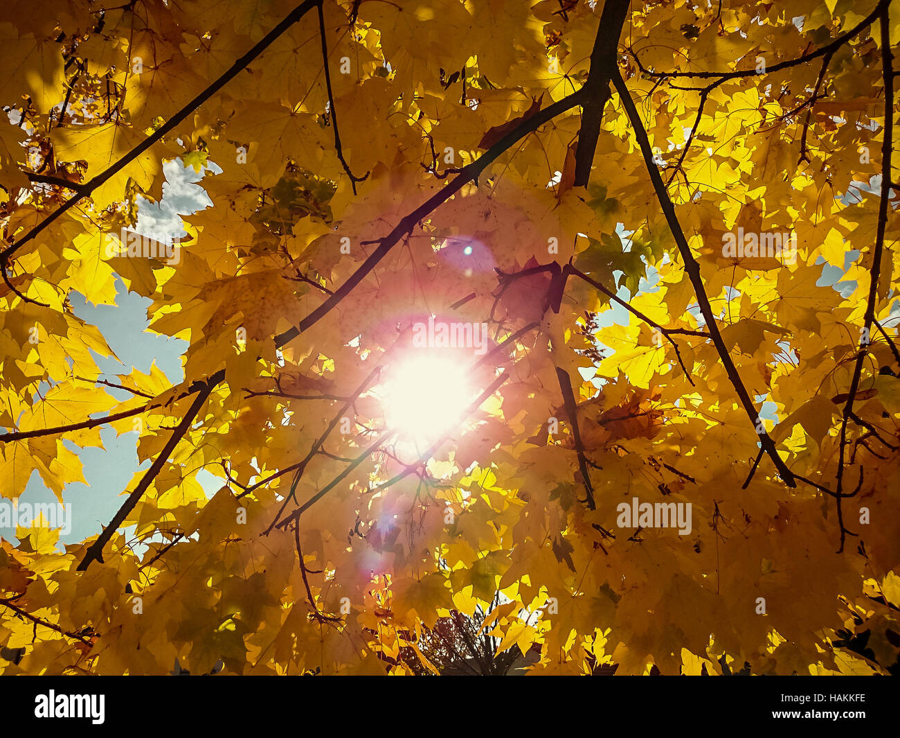 Gold yellow maple leaves in autumn with sunshine Stock Photo - Alamy