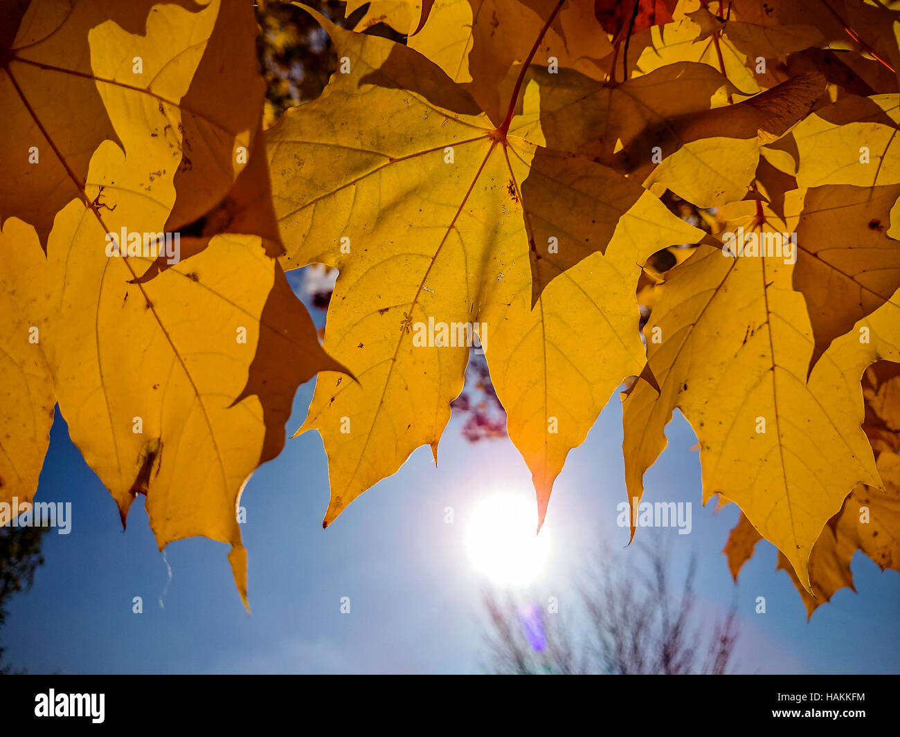 Gold yellow maple leaves in autumn with sunshine Stock Photo - Alamy