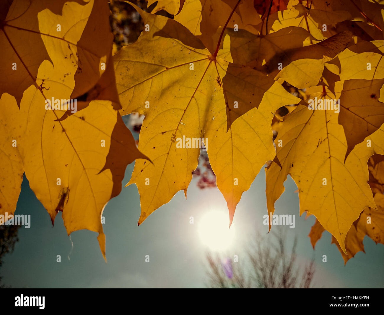 Gold yellow maple leaves in autumn with sunshine Stock Photo - Alamy