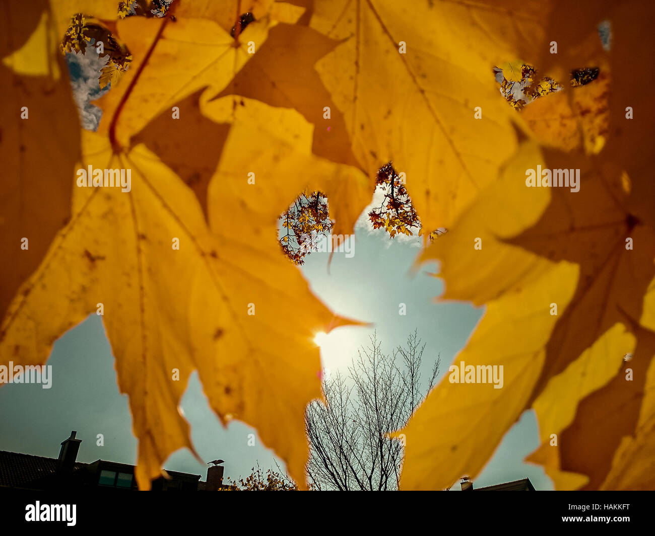 Gold yellow maple leaves in autumn with sunshine Stock Photo - Alamy