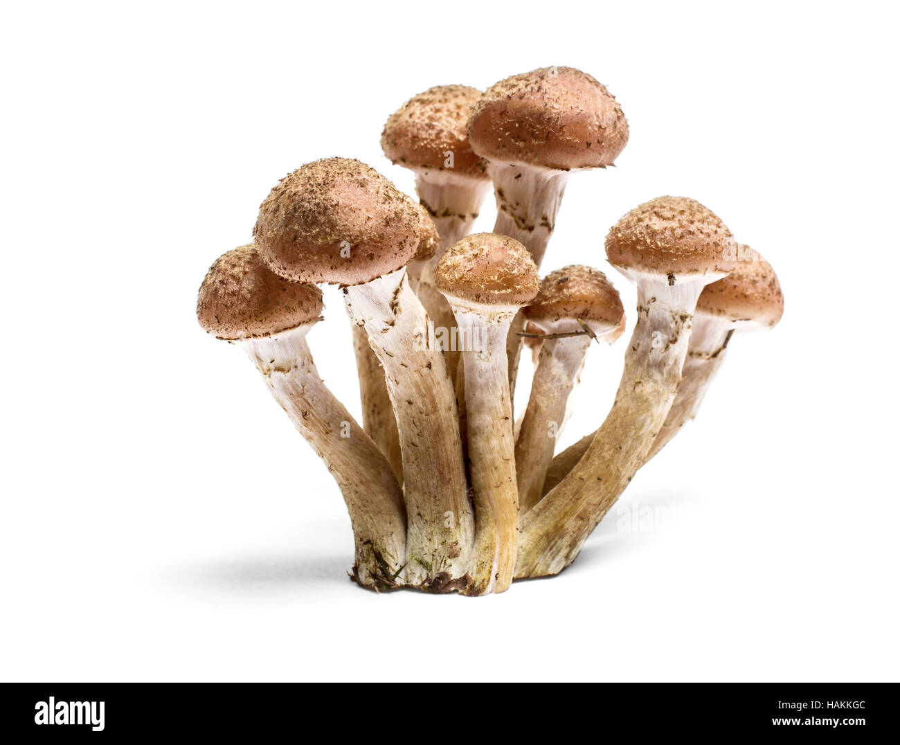 Armillaria mellea - Honey gel Hallimasch mushroom, isolated Stock Photo