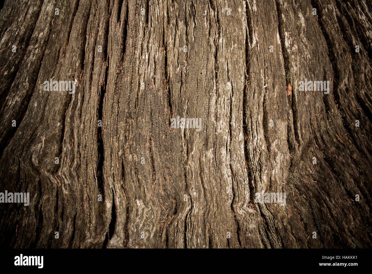 Old tree trunk as background with vignette effect Stock Photo