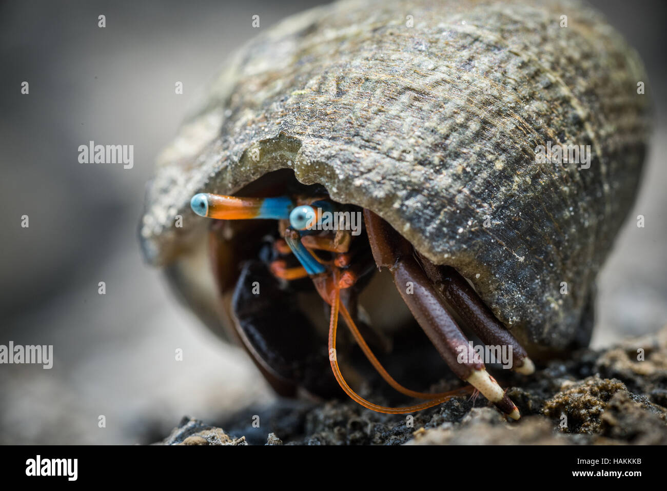 Hermit Crab High Resolution Stock Photography and Images - Alamy