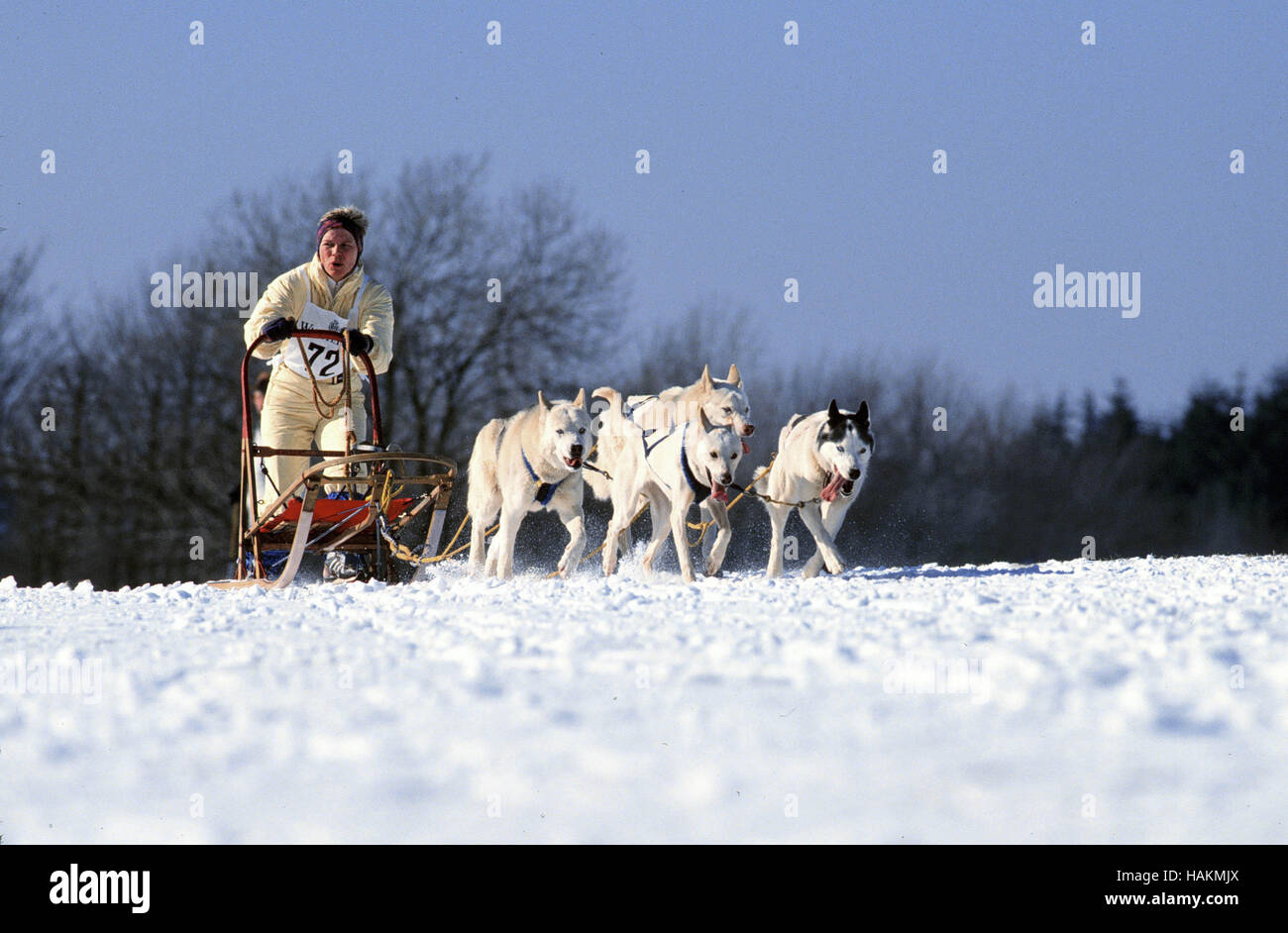 Sibirian Husky Stock Photo