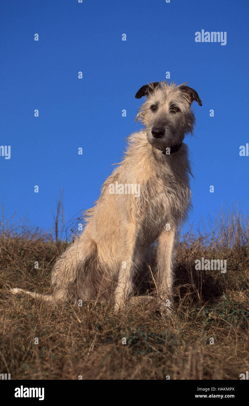Irischer wolf hires stock photography and images Alamy