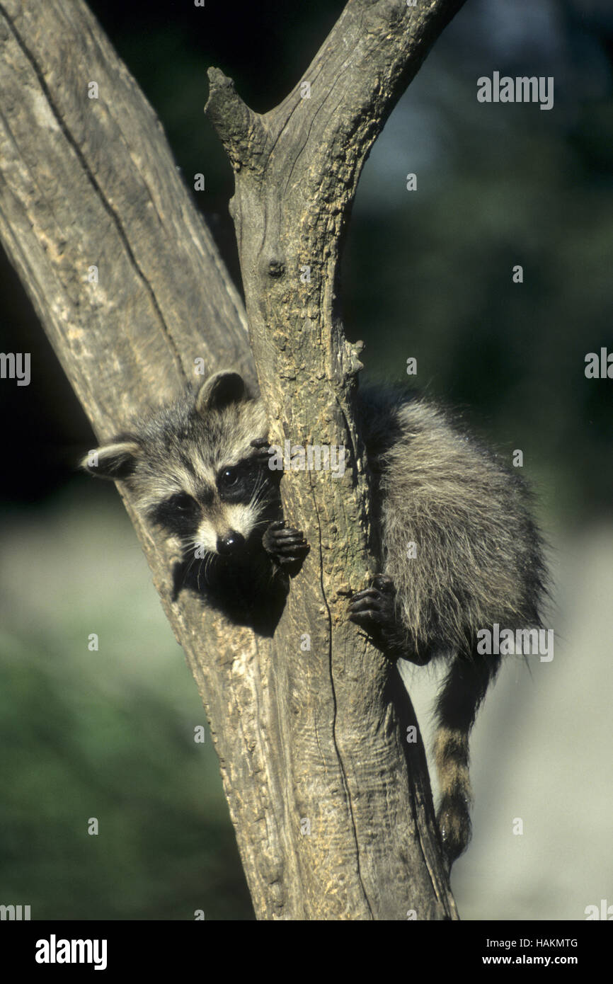 Common Raccoon Stock Photo