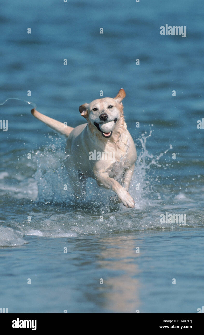 Labrador retrieving game hi-res stock photography and images - Alamy