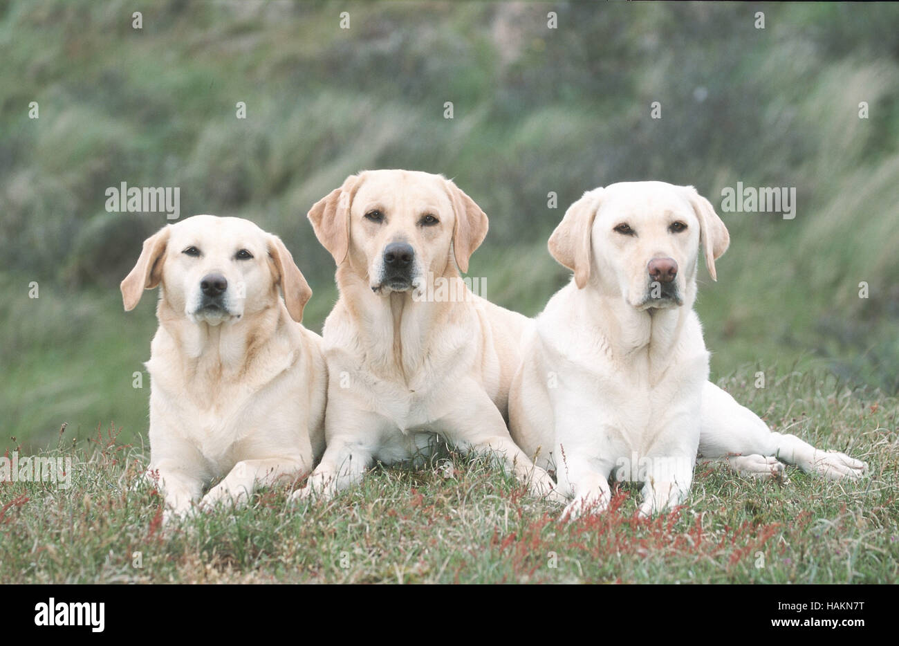 Labrador Retriever Stock Photo Alamy