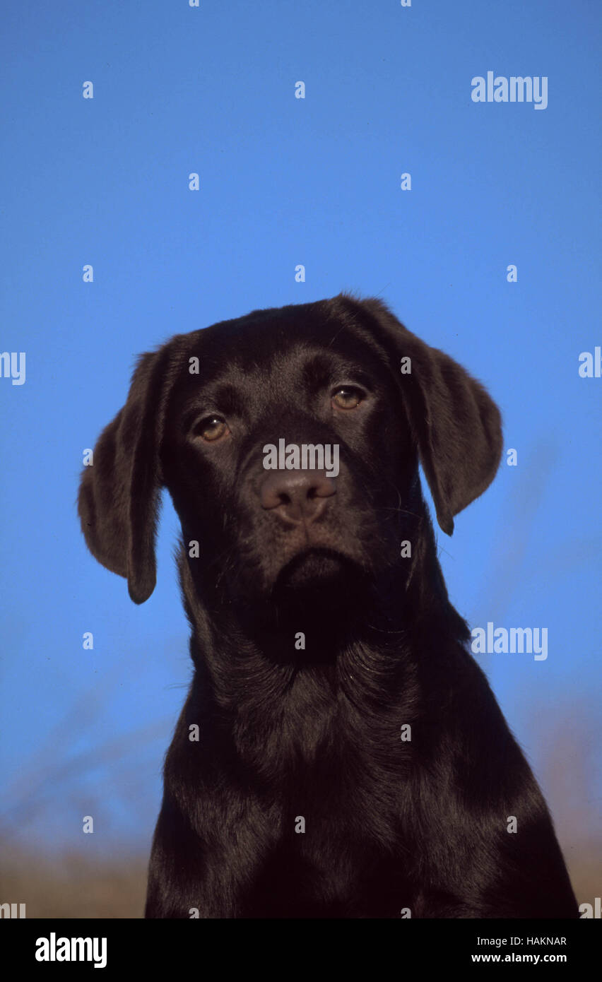 Perros labrador retriever hires stock photography and images Alamy