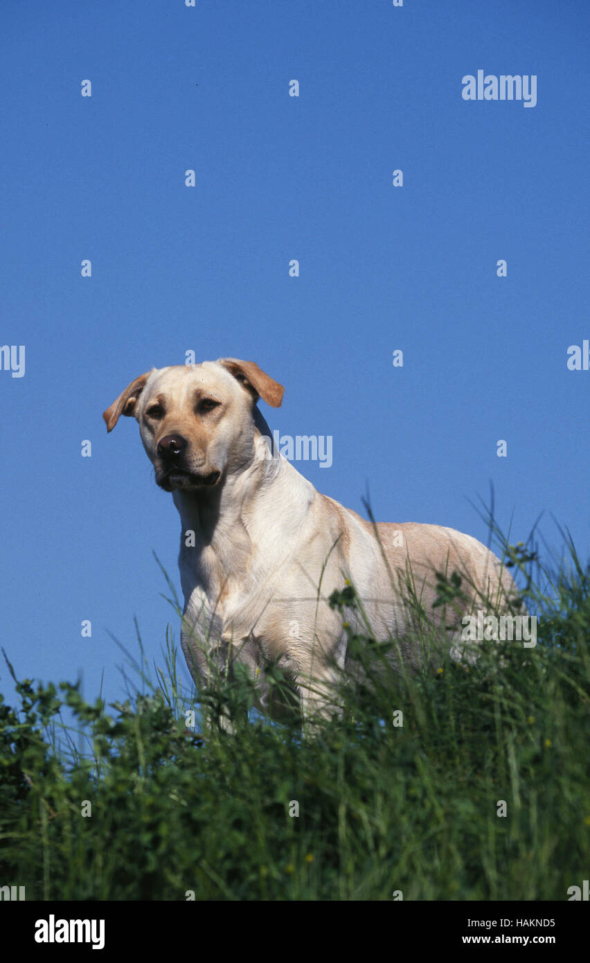 Perros labrador retriever hires stock photography and images Alamy