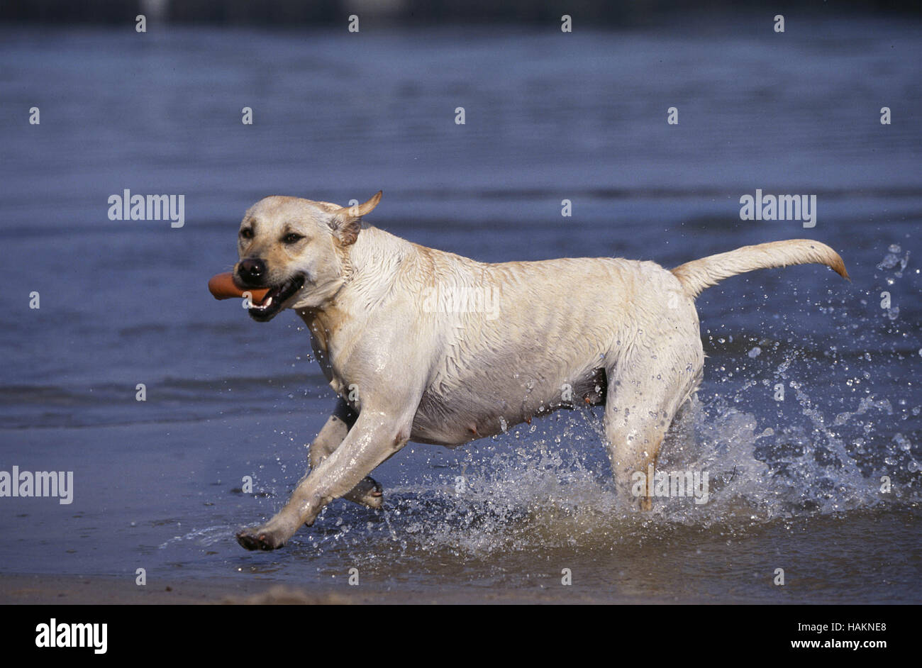 Is Hard Water Bad For Dogs