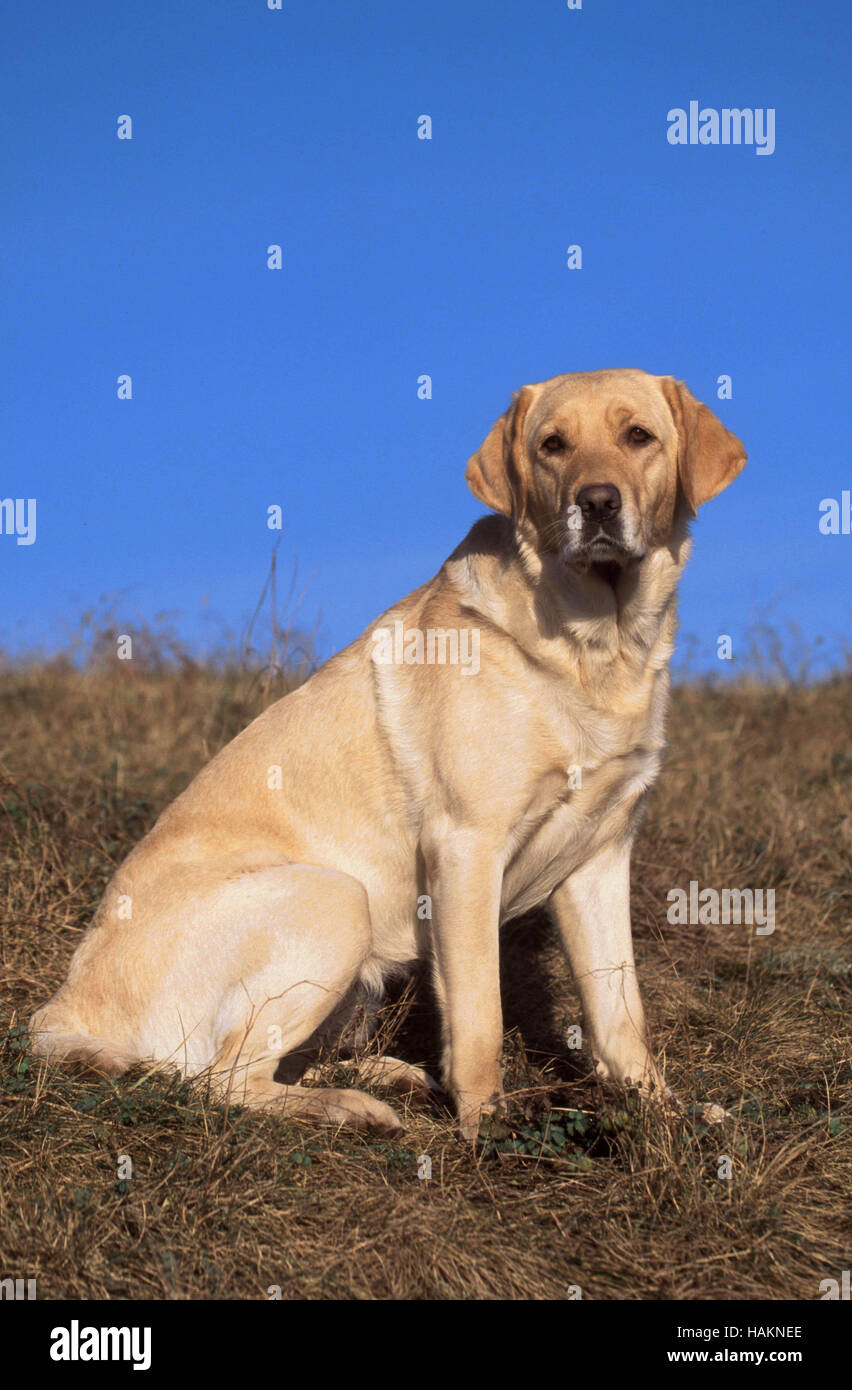 Perros labrador retriever hires stock photography and images Alamy