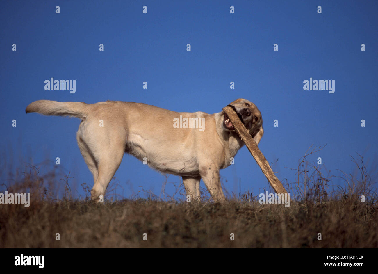 Perros labrador retriever hires stock photography and images Alamy