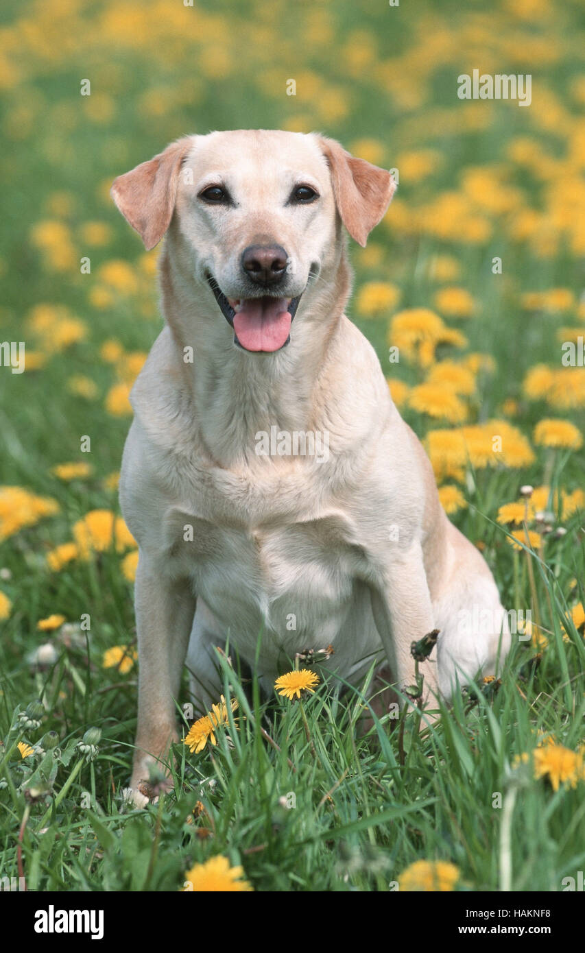Perros labrador retriever hires stock photography and images Alamy