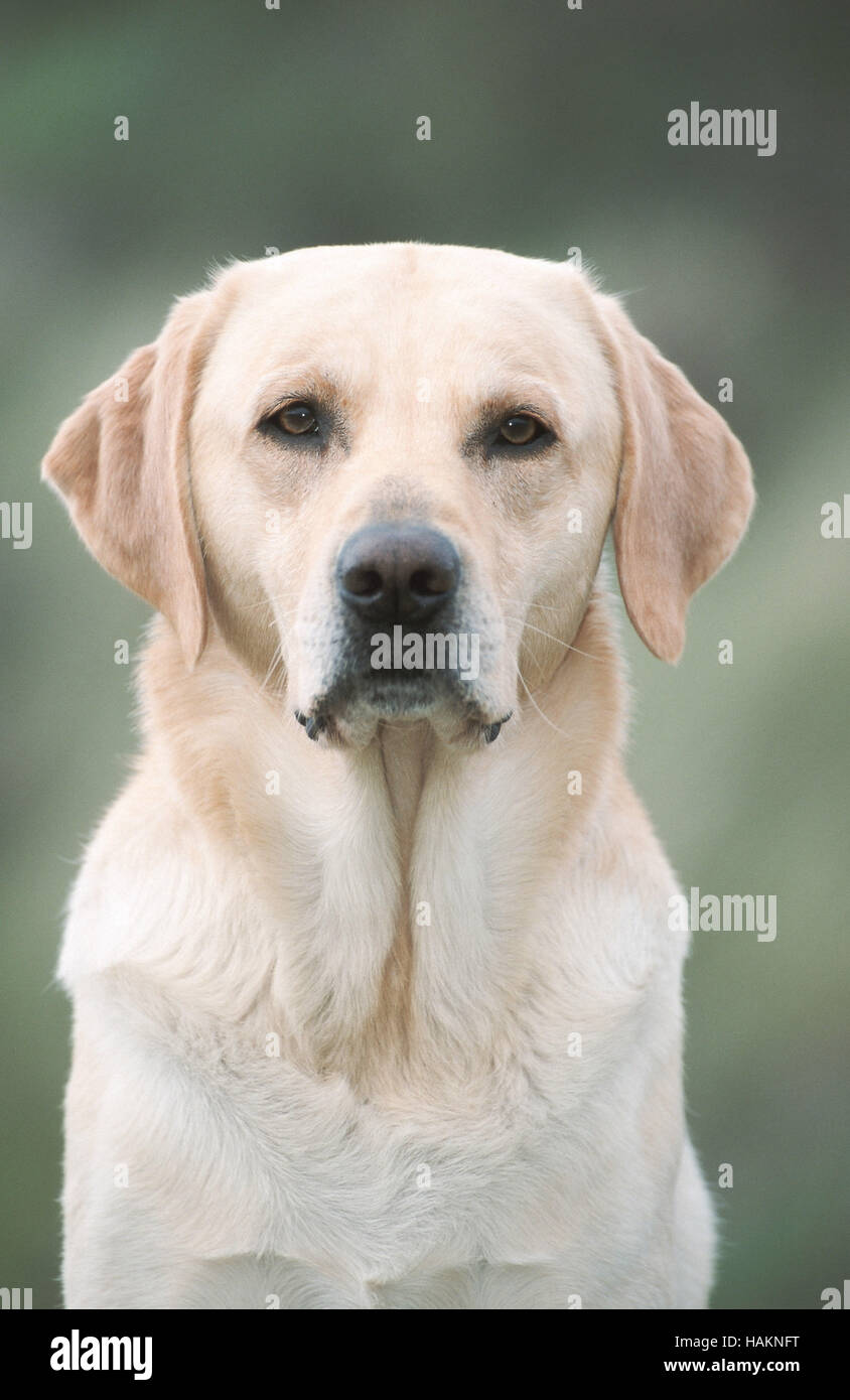 Labrador Retriever Stock Photo Alamy
