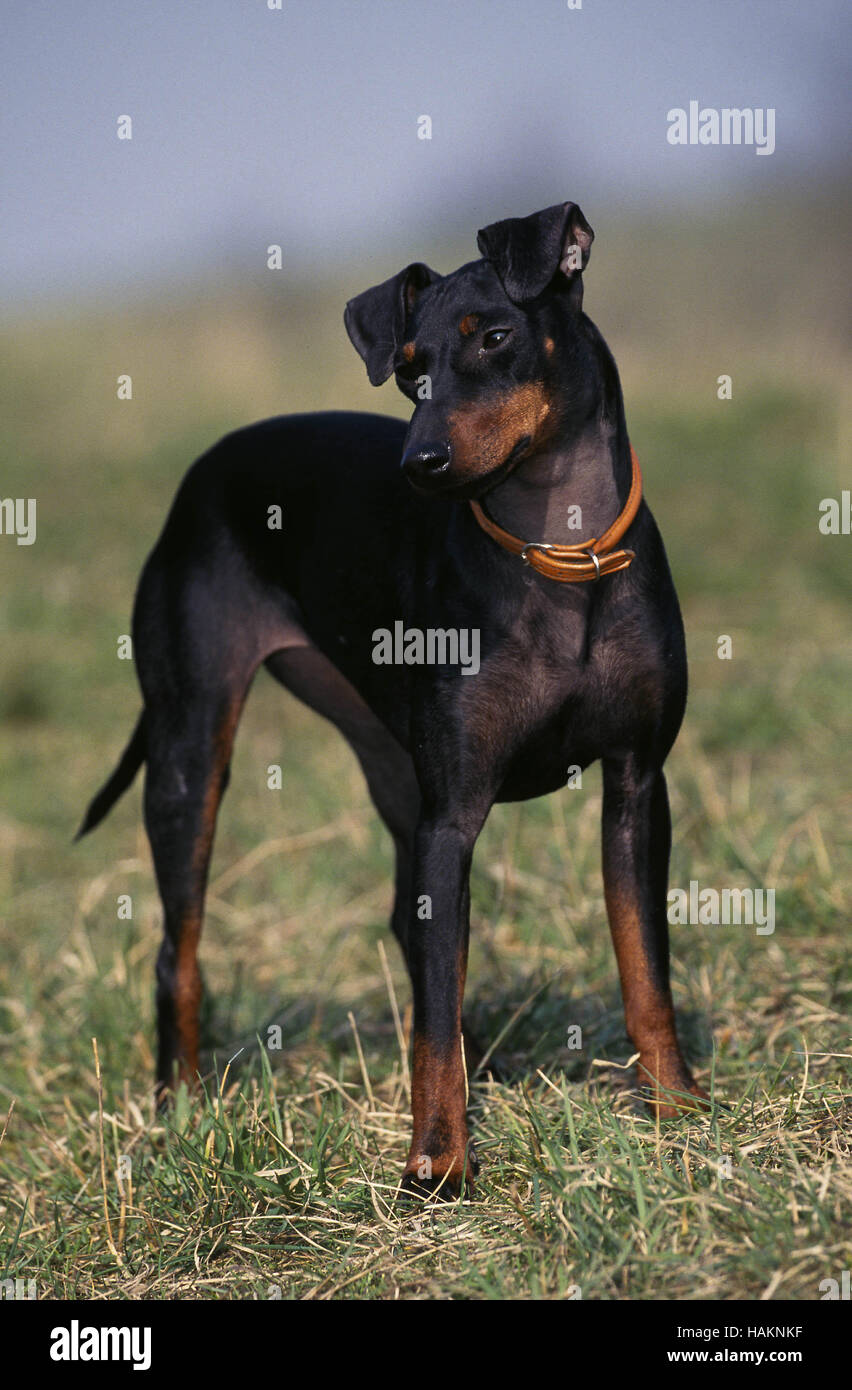pedigree manchester terrier puppies sale