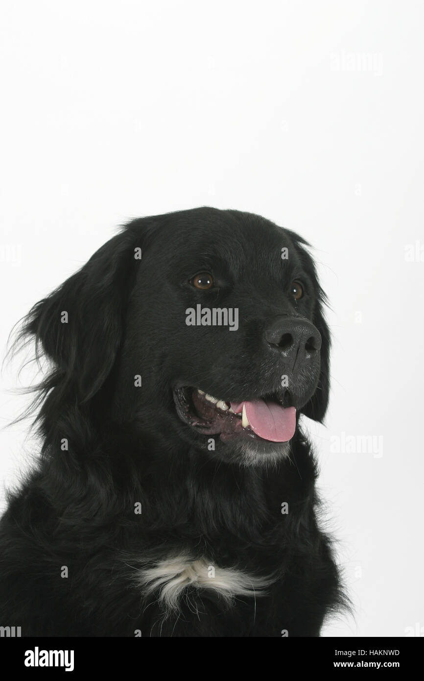 Mixed Breed Dog Stock Photo Alamy