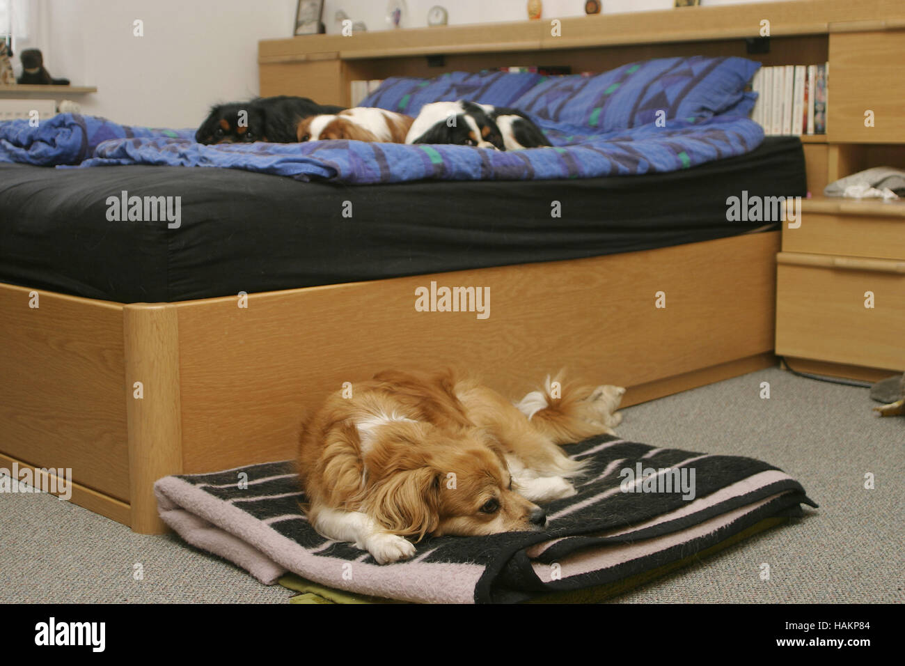 Dogs in bedroom / Hunde in Schlafzimmer Stock Photo