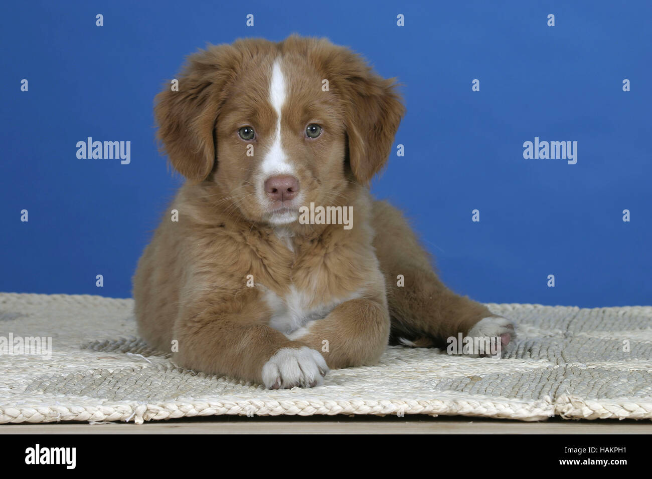 Toller hund hi-res stock photography and images - Alamy