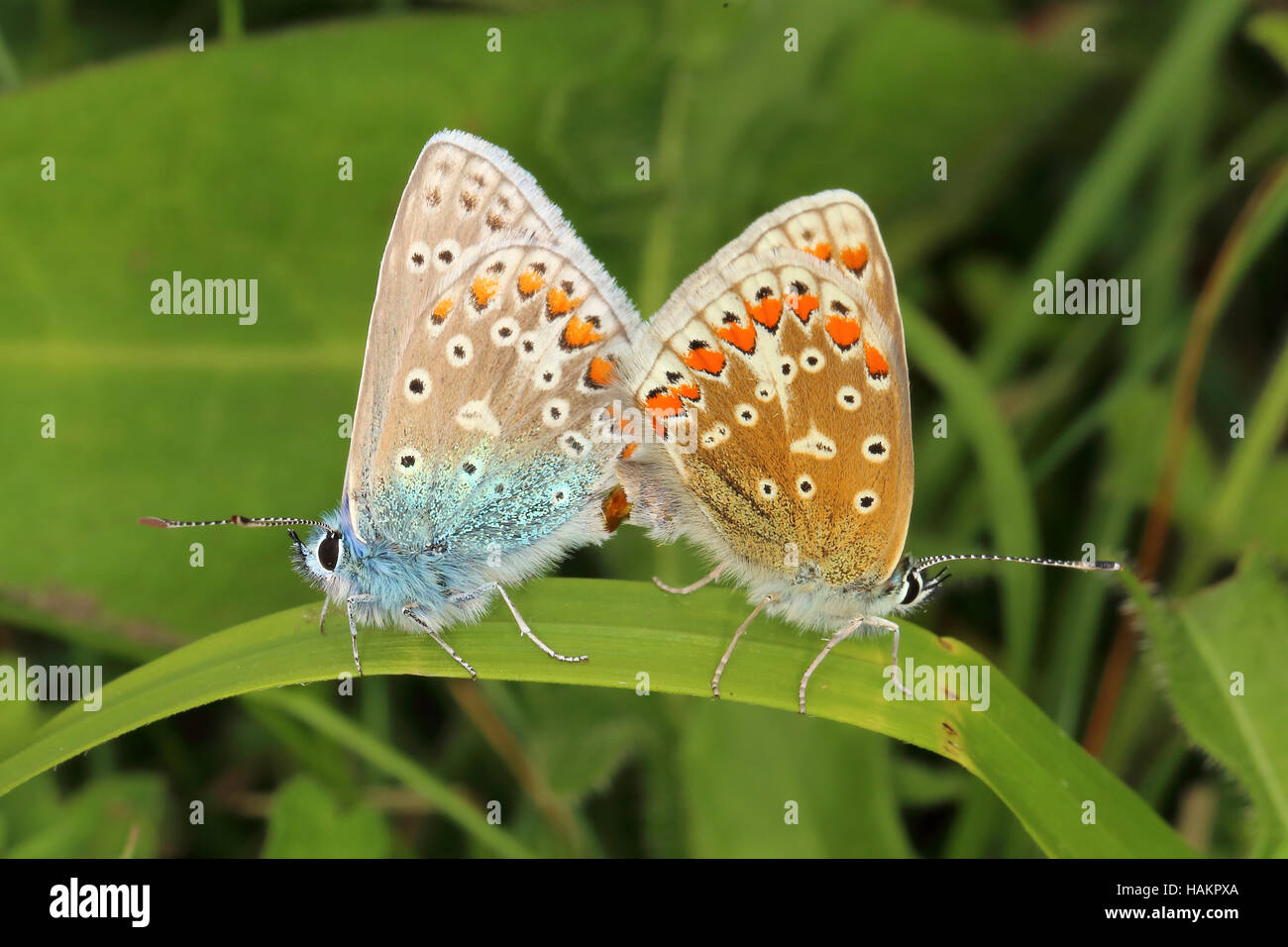 Common blue butterflies mating Stock Photo Alamy