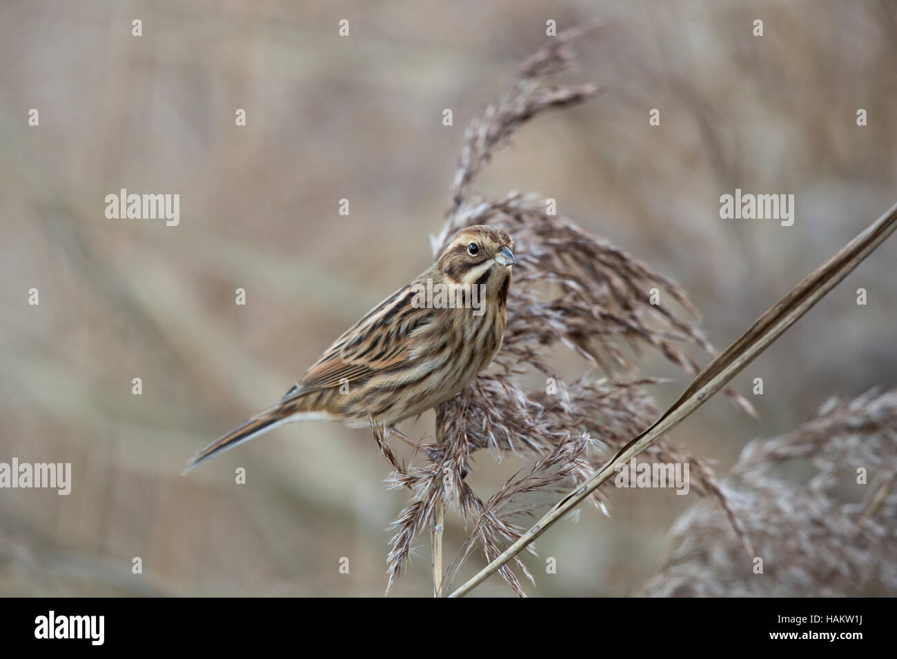 Bird reed reedbed hires stock photography and images Alamy