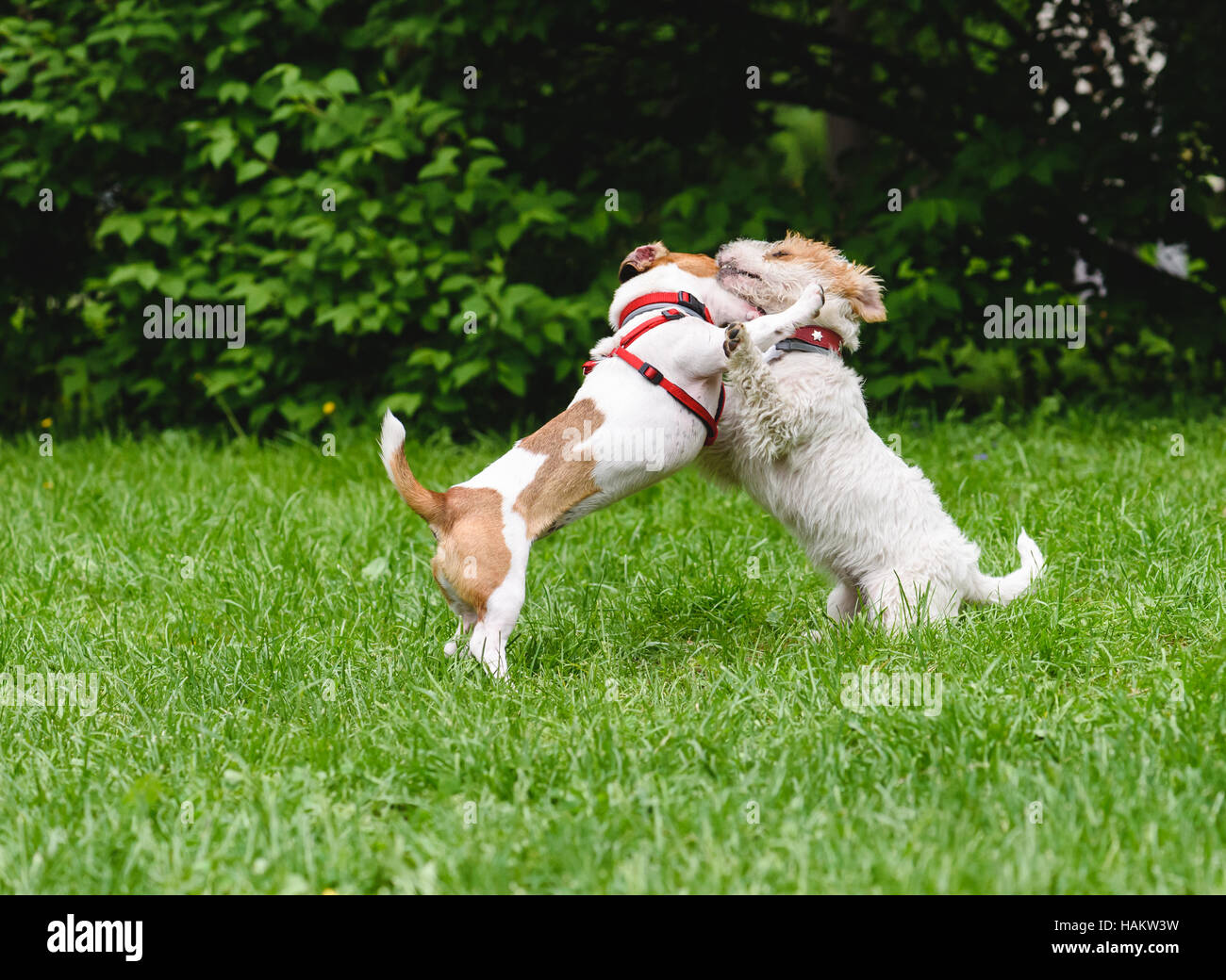 Two cute dogs hugging and playing at lawn Stock Photo - Alamy