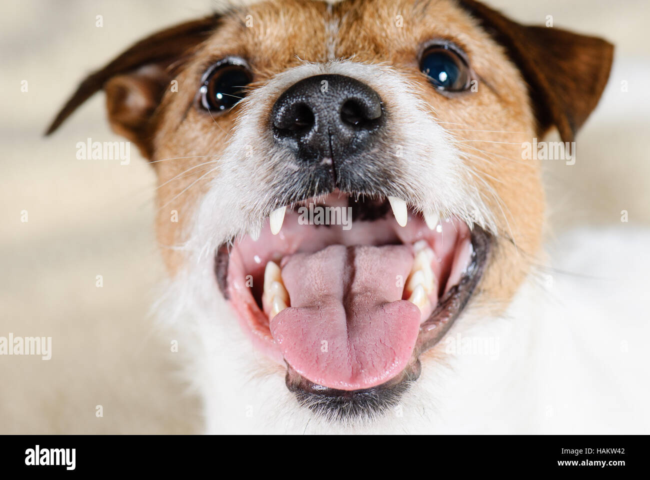 Как открыть рот собаке